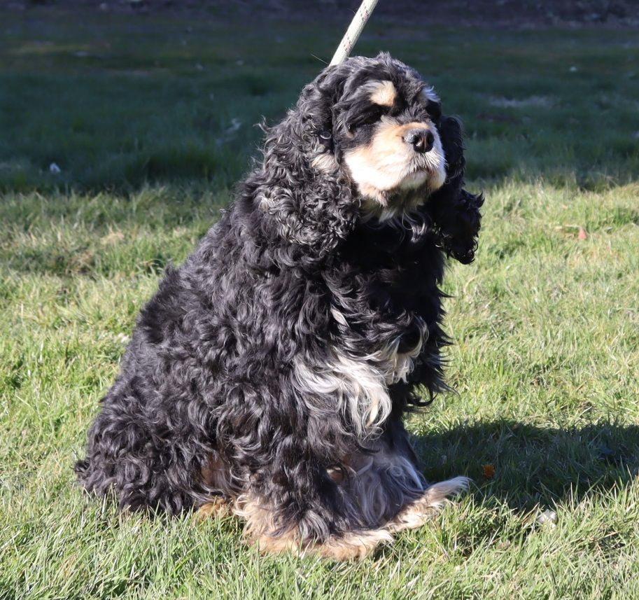 Riley du domaine de sainte gladyce