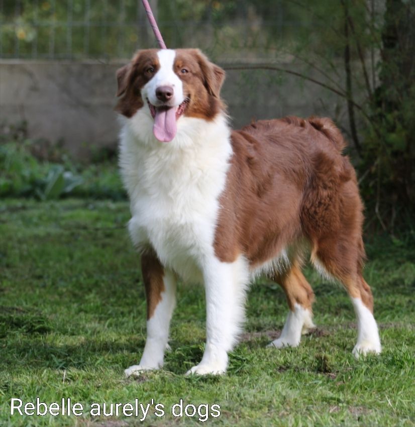 Rebelle Aurely's Dogs