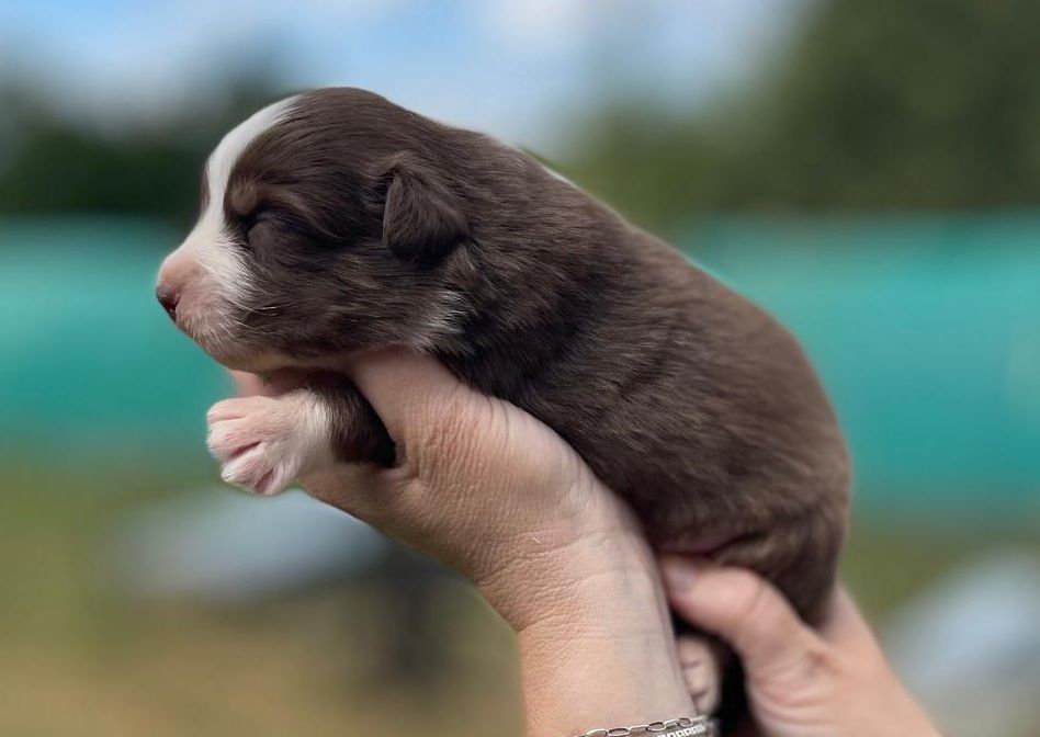 Elevage du Domaine de Chadadias - Chiots disponibles - Berger Australien