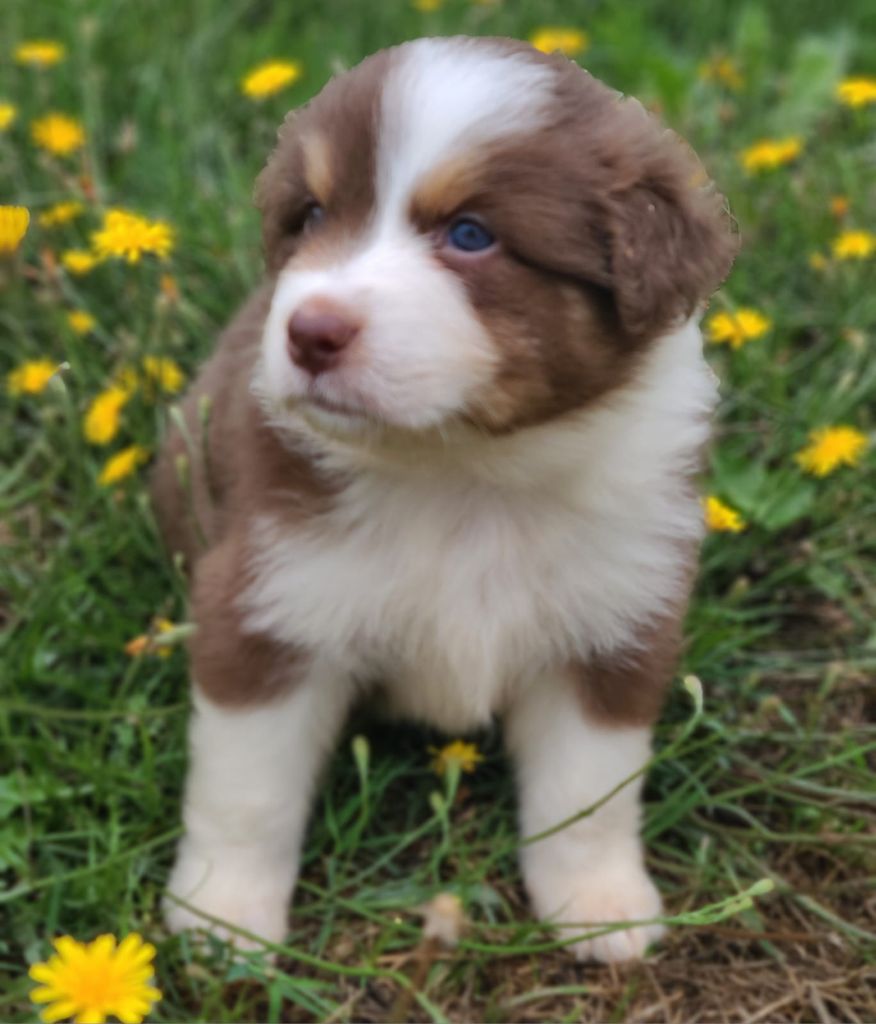 Elevage du Domaine de Chadadias - Chiots disponibles - Berger Australien
