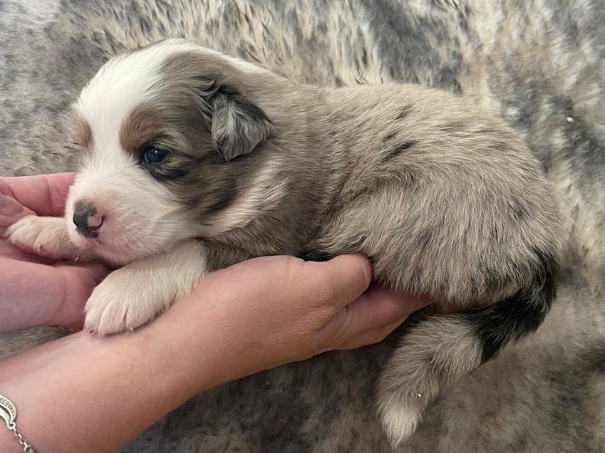 Elevage du Domaine de Chadadias - Chiots disponibles - Berger Australien