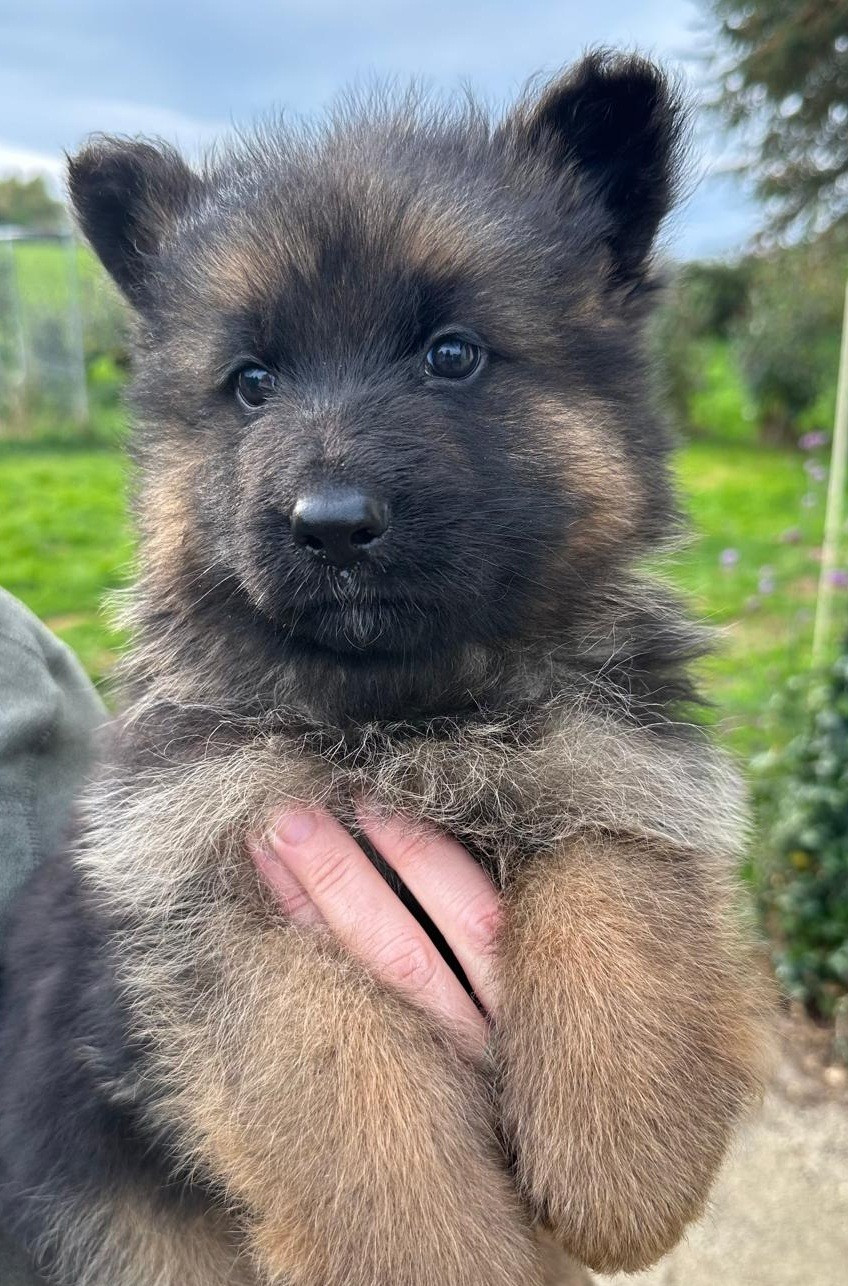 Elevage du Domaine de Chadadias - Chiots disponibles - Berger Allemand Poil Long