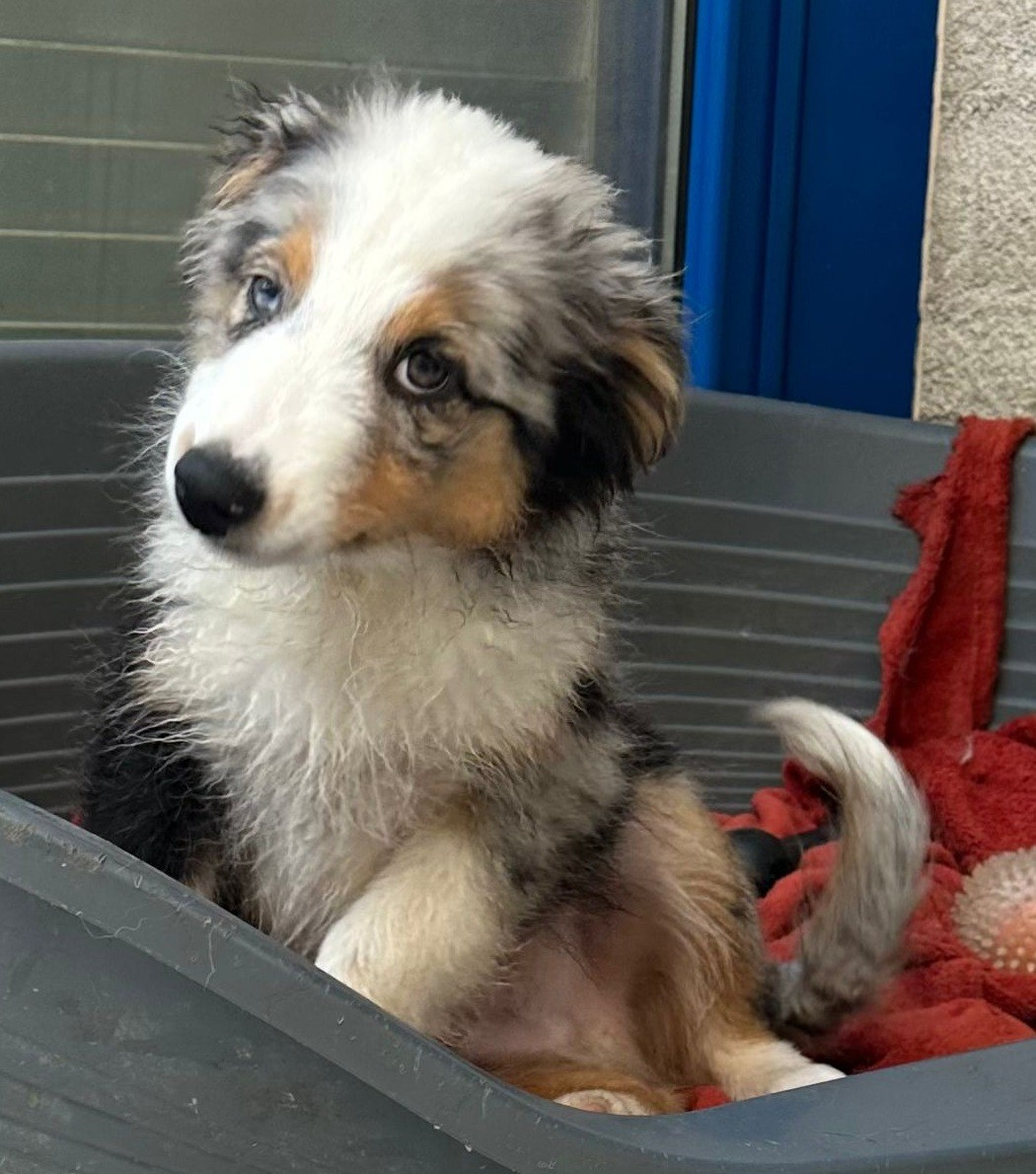 Elevage du Domaine de Chadadias - Chiots disponibles - Berger Australien