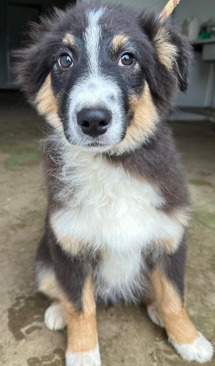 Elevage du Domaine de Chadadias - Chiots disponibles - Berger Australien