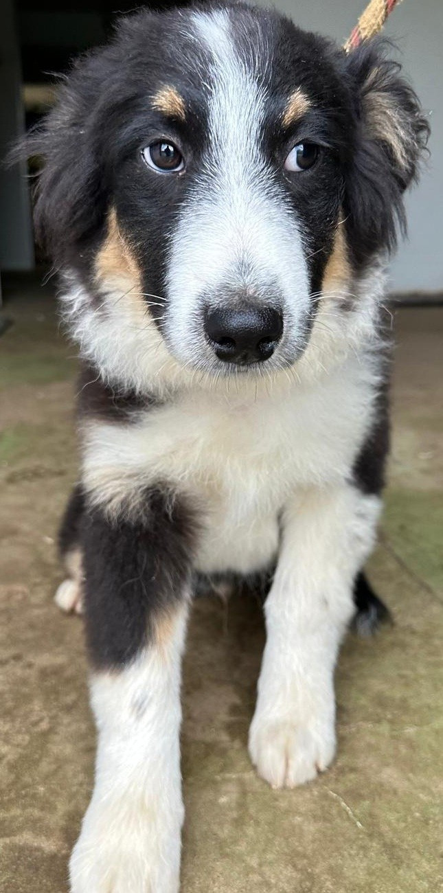 Elevage du Domaine de Chadadias - Chiots disponibles - Berger Australien