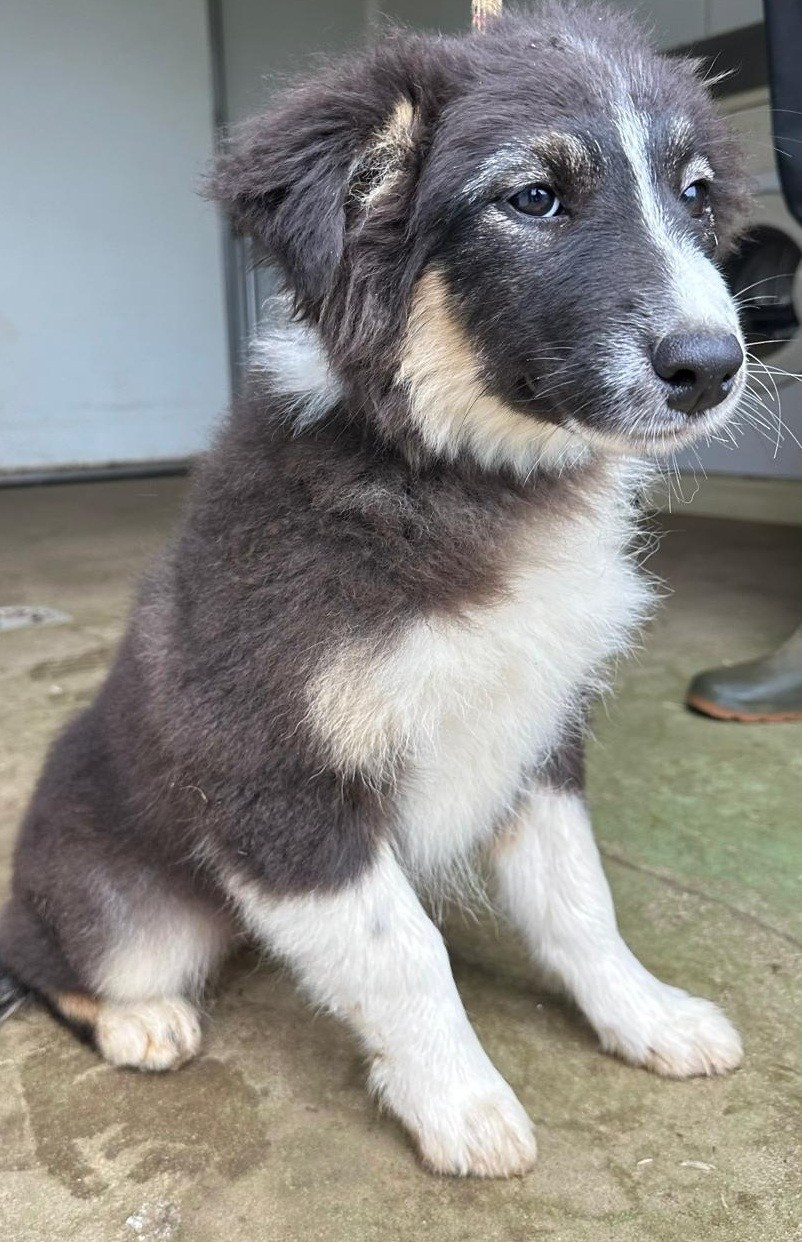 Elevage du Domaine de Chadadias - Chiots disponibles - Berger Australien