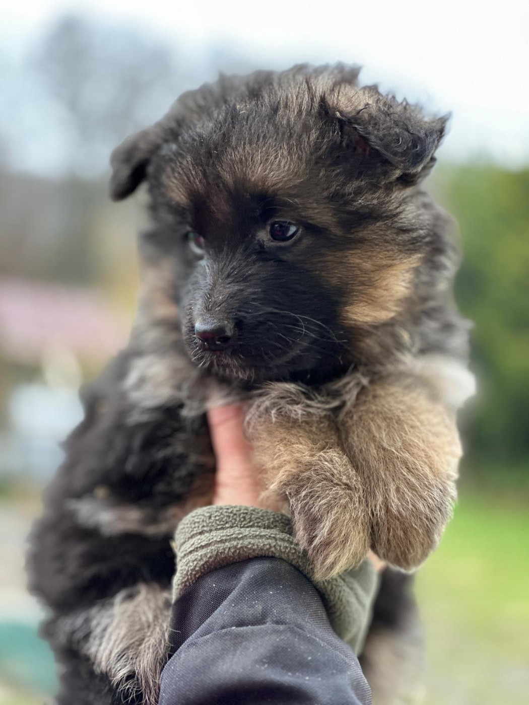 Elevage du Domaine de Chadadias - Chiots disponibles - Berger Allemand Poil Long