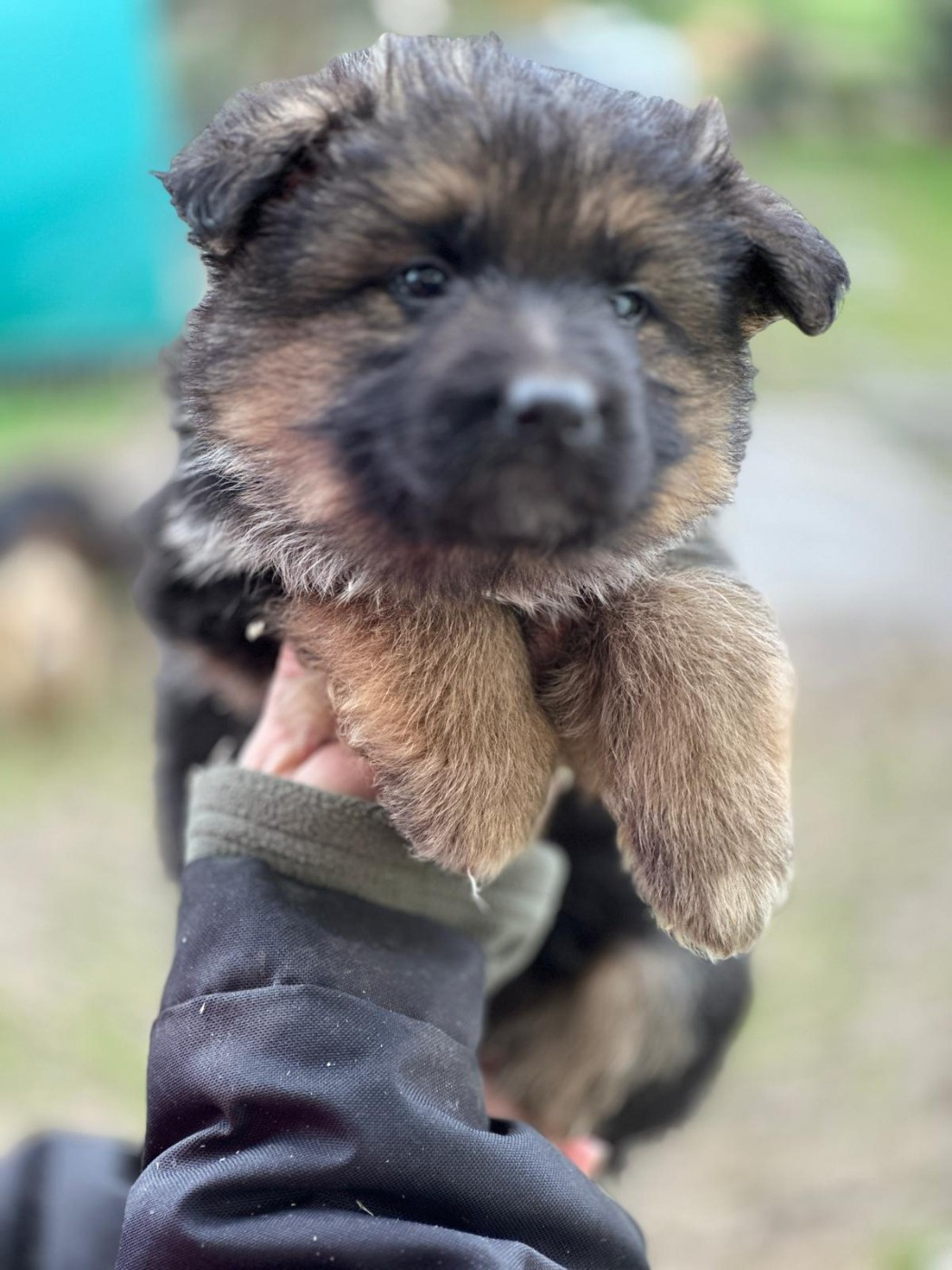 Elevage du Domaine de Chadadias - Chiots disponibles - Berger Allemand Poil Long