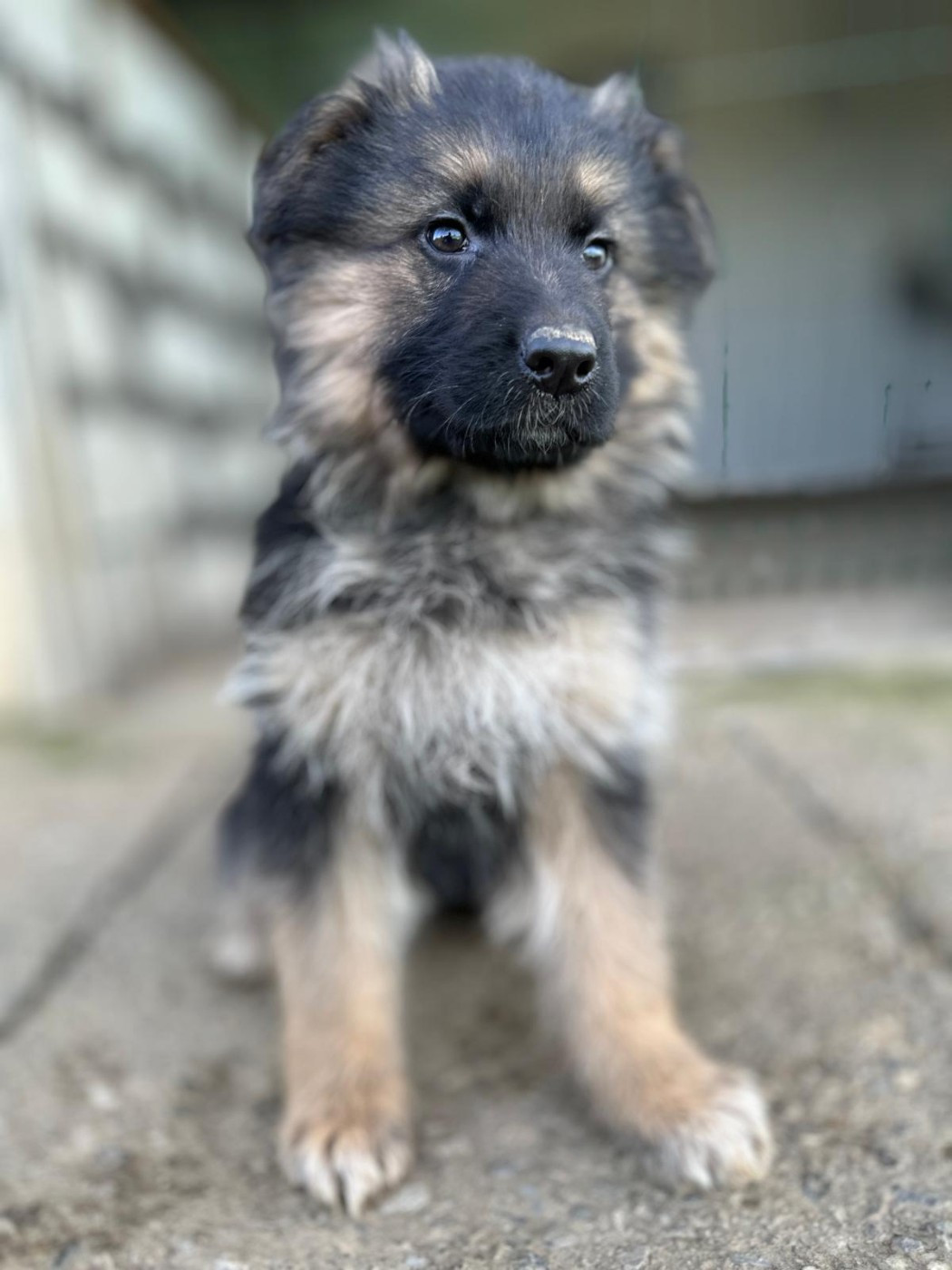 Elevage du Domaine de Chadadias - Chiots disponibles - Berger Allemand Poil Long