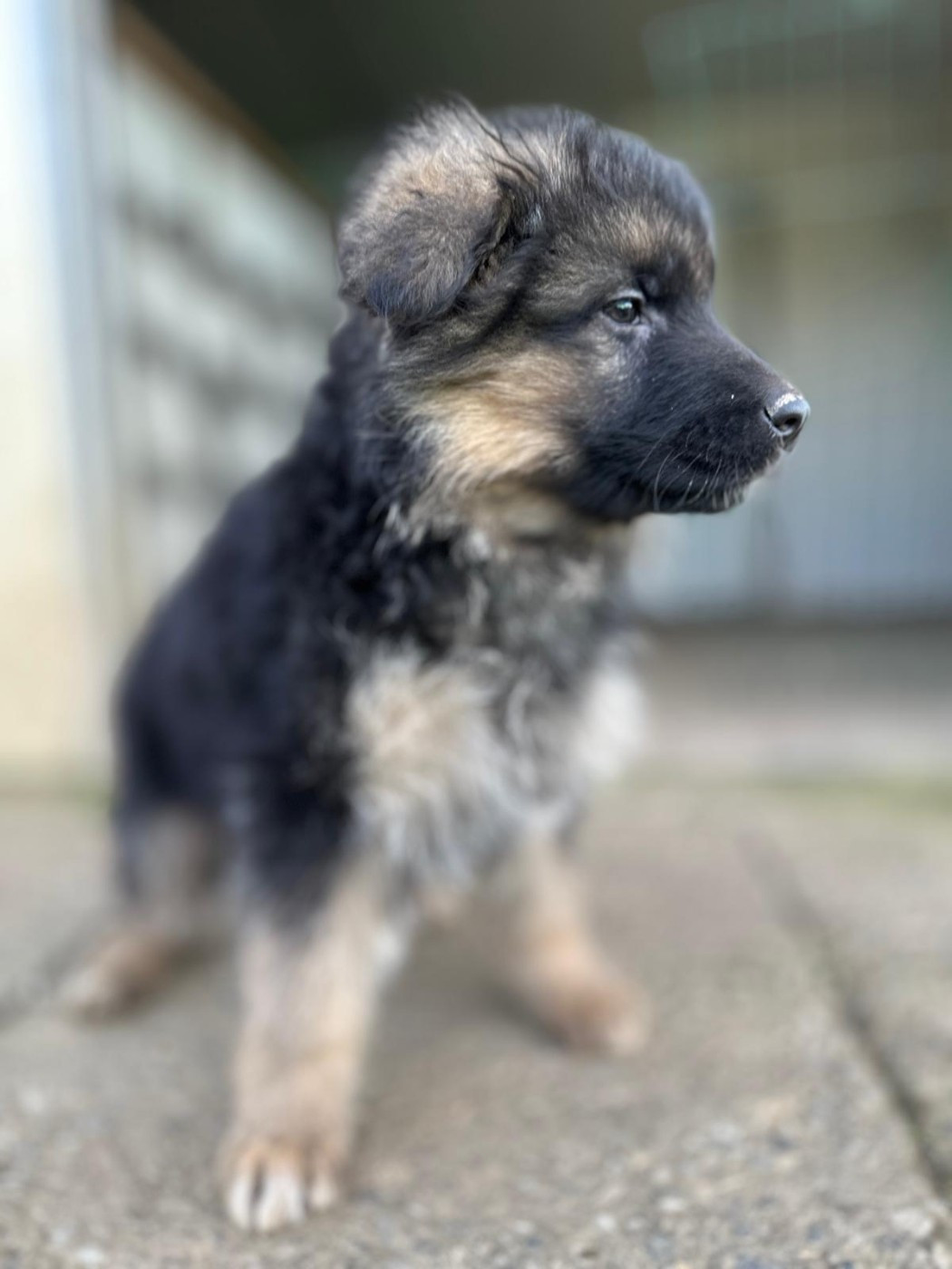 Elevage du Domaine de Chadadias - Chiots disponibles - Berger Allemand Poil Long