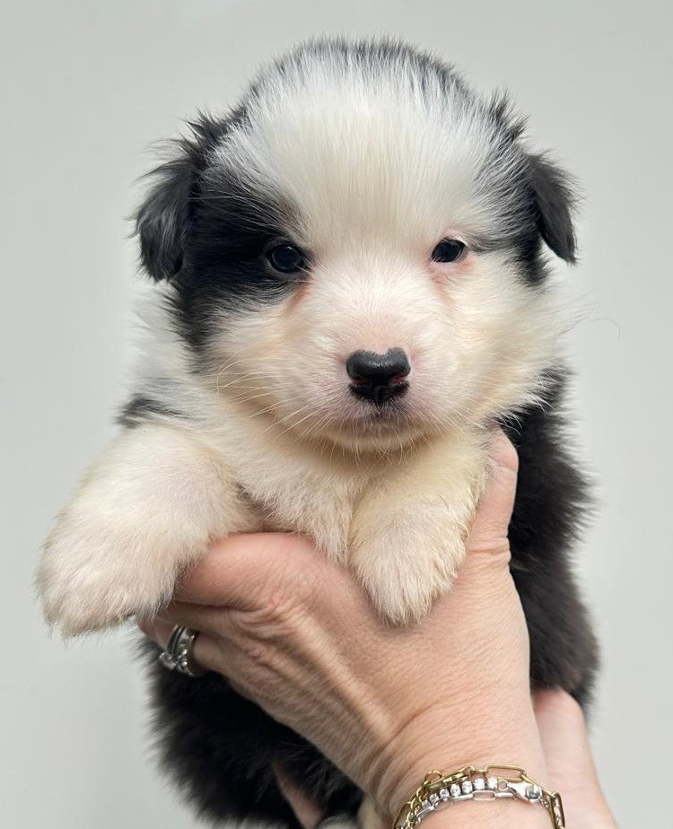 Elevage du Domaine de Chadadias - Chiots disponibles - Berger Australien