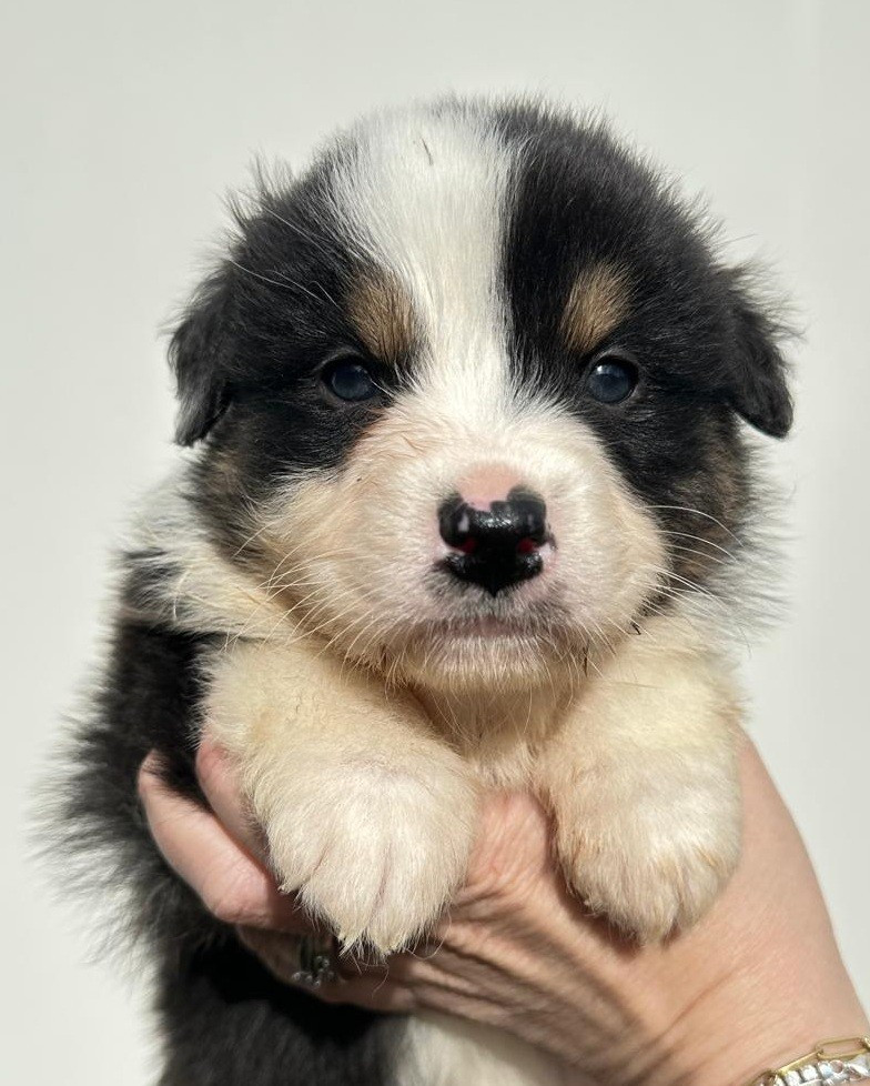 Elevage du Domaine de Chadadias - Chiots disponibles - Berger Australien
