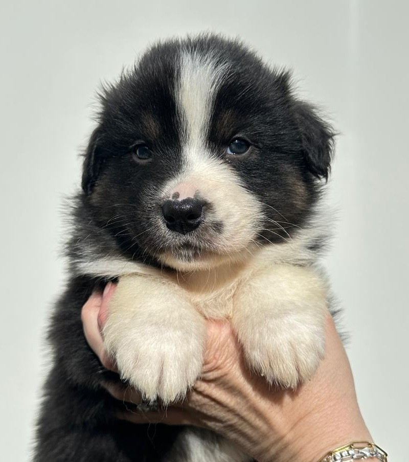 Elevage du Domaine de Chadadias - Chiots disponibles - Berger Australien