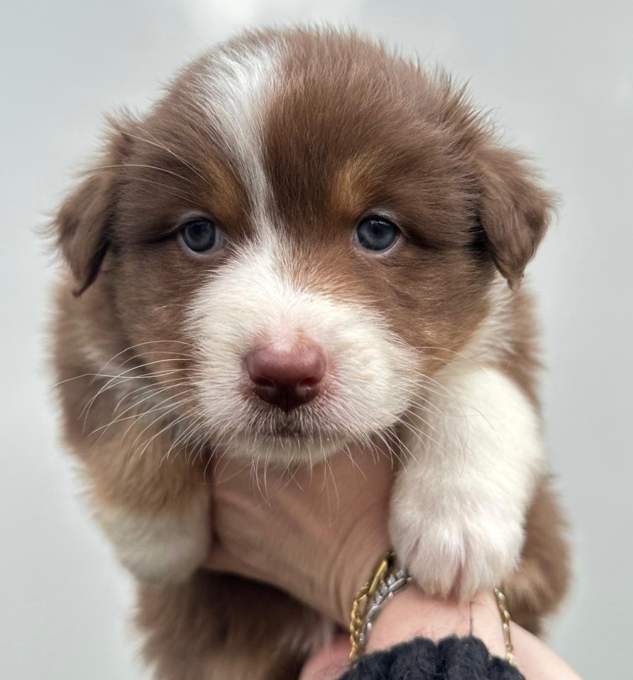 Elevage du Domaine de Chadadias - Chiots disponibles - Berger Australien