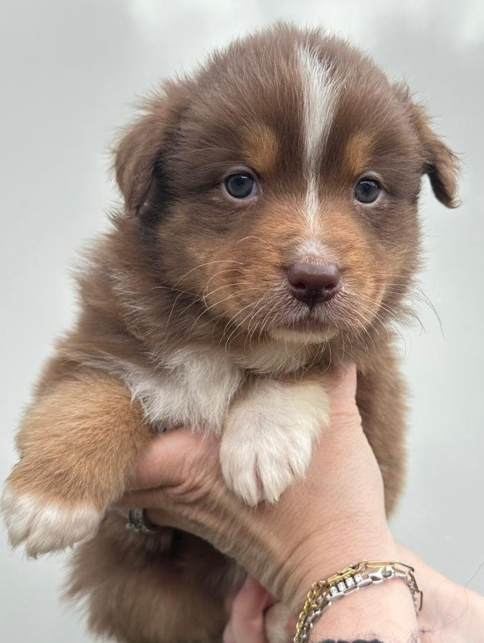 Elevage du Domaine de Chadadias - Chiots disponibles - Berger Australien
