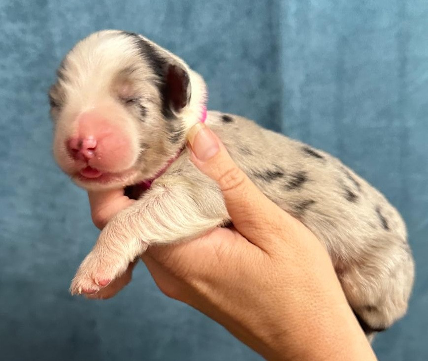 Elevage du Domaine de Chadadias - Chiots disponibles - Berger Australien