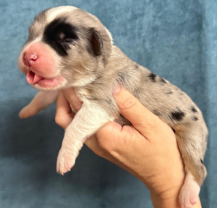 Elevage du Domaine de Chadadias - Chiots disponibles - Berger Australien
