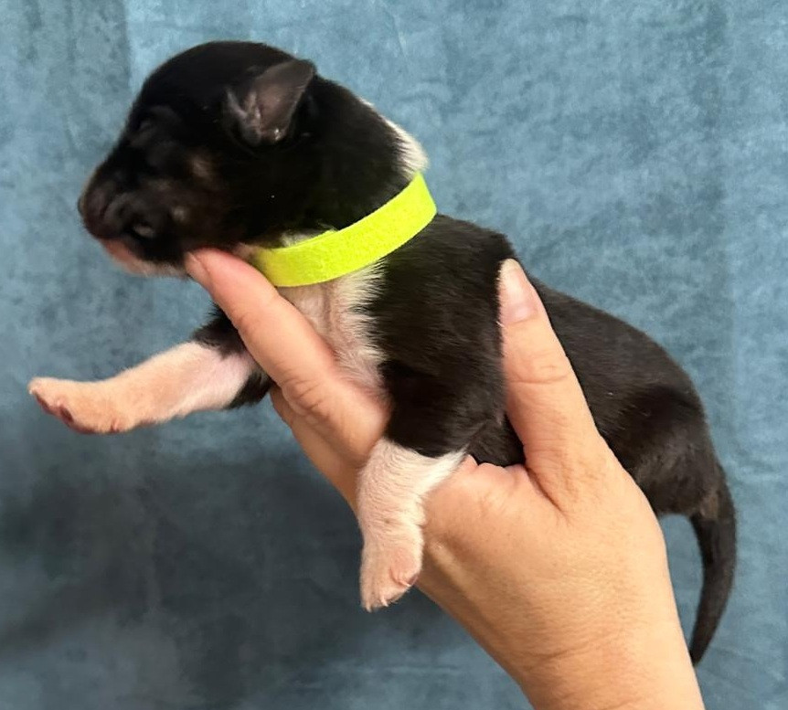 Elevage du Domaine de Chadadias - Chiots disponibles - Berger Australien