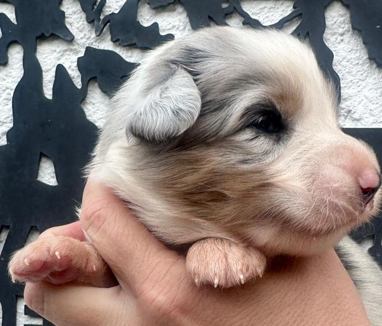 Elevage du Domaine de Chadadias - Chiots disponibles - Berger Australien
