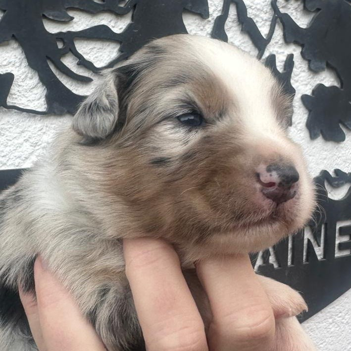 Elevage du Domaine de Chadadias - Chiots disponibles - Berger Australien