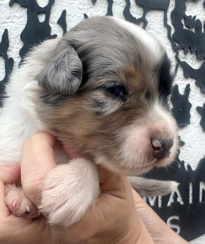 Elevage du Domaine de Chadadias - Chiots disponibles - Berger Australien