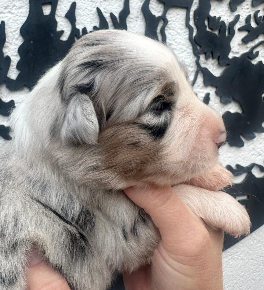 Elevage du Domaine de Chadadias - Chiots disponibles - Berger Australien