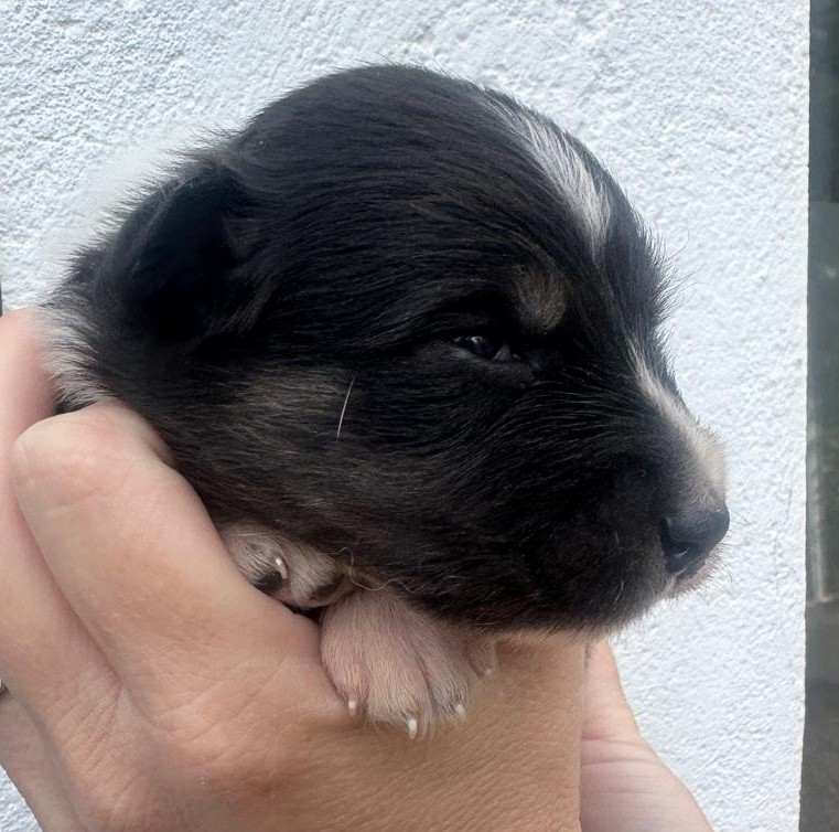 Elevage du Domaine de Chadadias - Chiots disponibles - Berger Australien