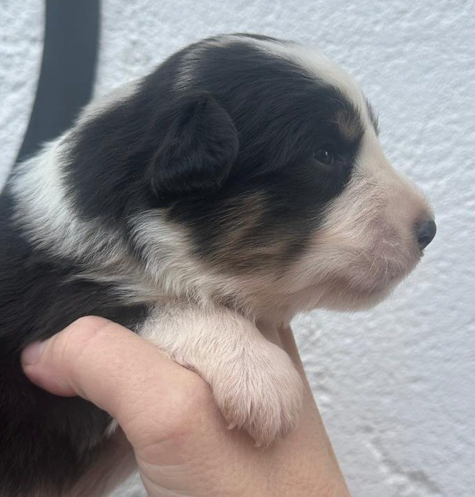 Elevage du Domaine de Chadadias - Chiots disponibles - Berger Australien
