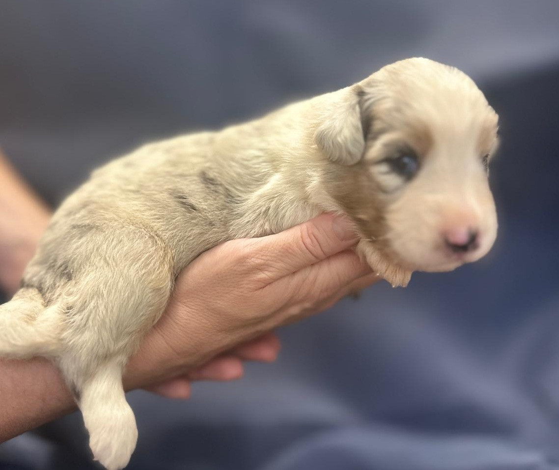Elevage du Domaine de Chadadias - Chiots disponibles - Berger Australien
