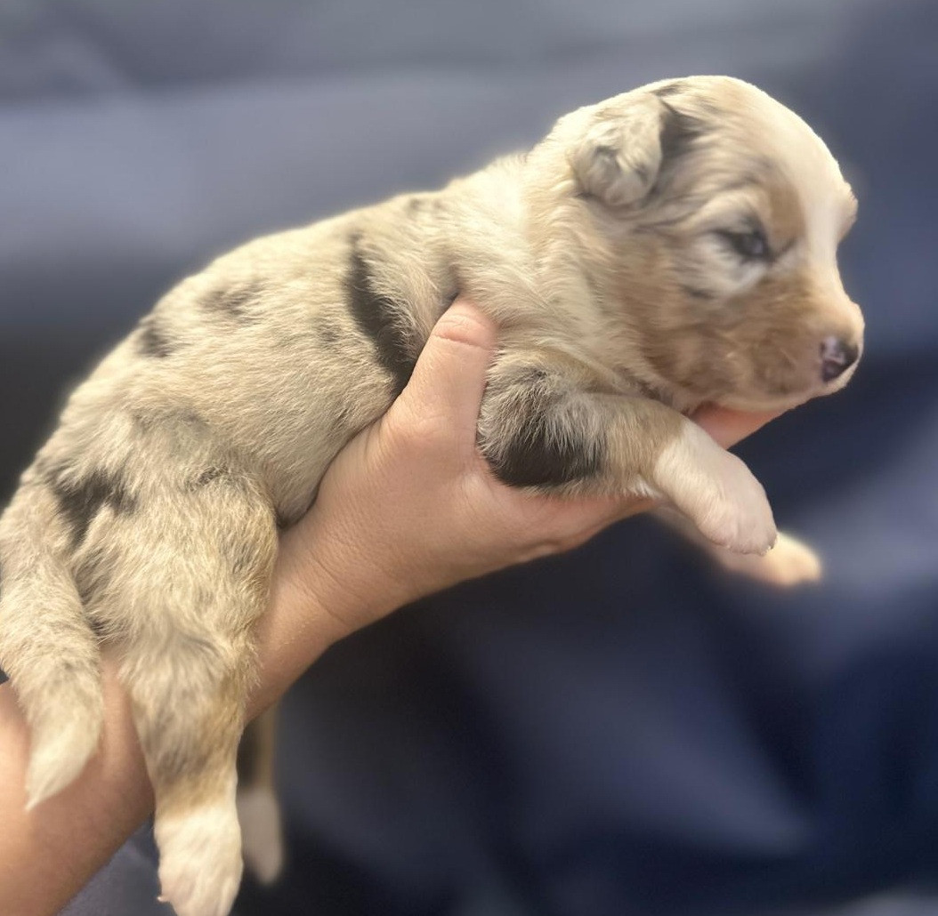 Elevage du Domaine de Chadadias - Chiots disponibles - Berger Australien