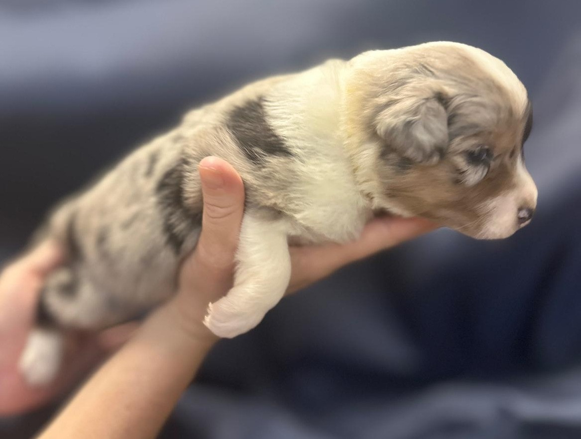Elevage du Domaine de Chadadias - Chiots disponibles - Berger Australien