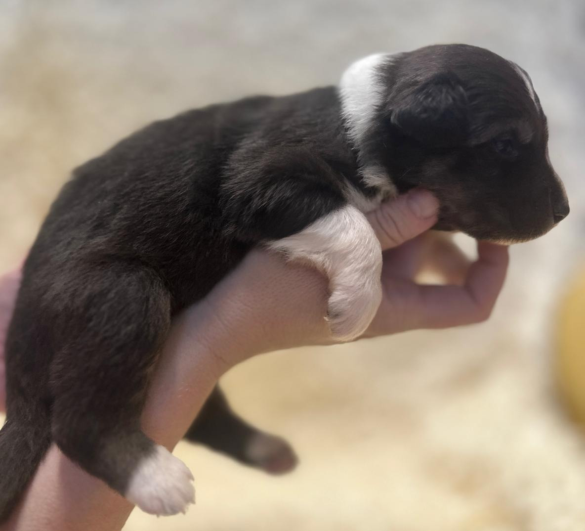 Elevage du Domaine de Chadadias - Chiots disponibles - Berger Australien