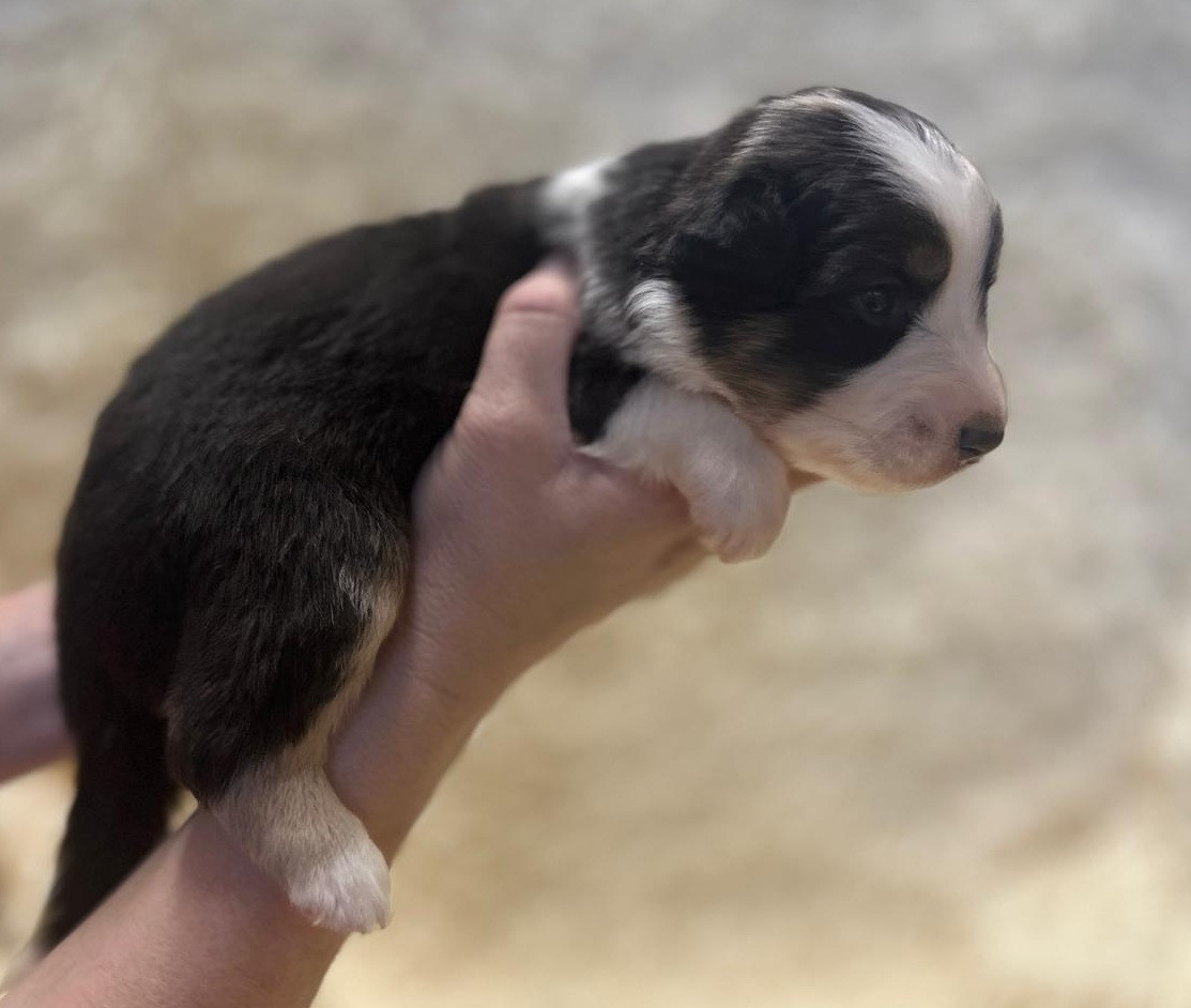 Elevage du Domaine de Chadadias - Chiots disponibles - Berger Australien