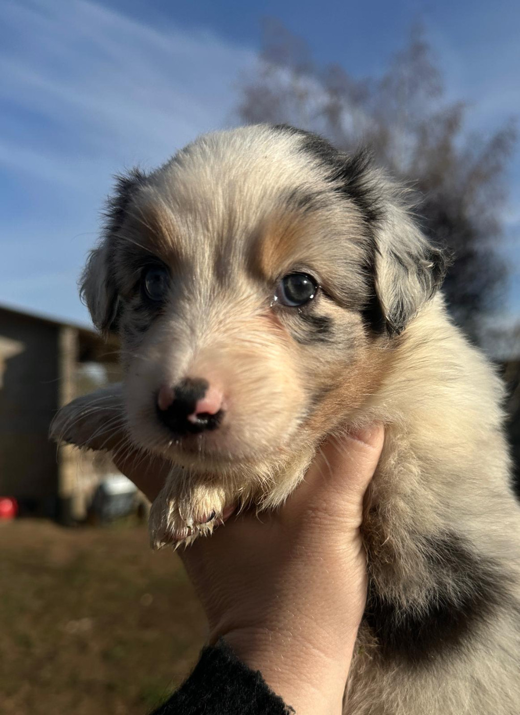 Elevage du Domaine de Chadadias - Chiots disponibles - Berger Australien