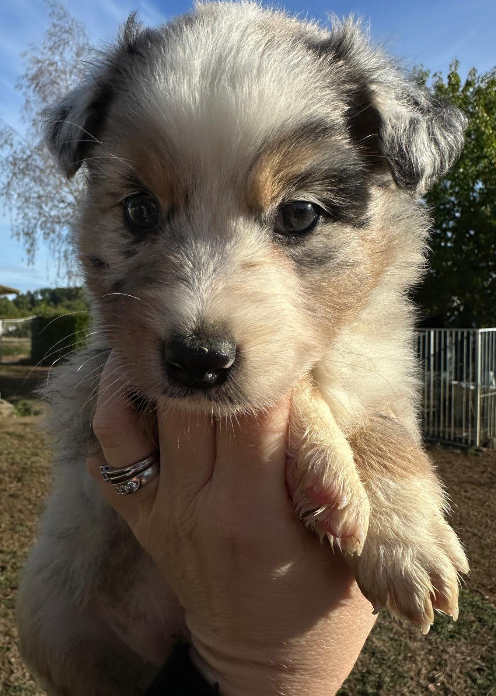 Elevage du Domaine de Chadadias - Chiots disponibles - Berger Australien