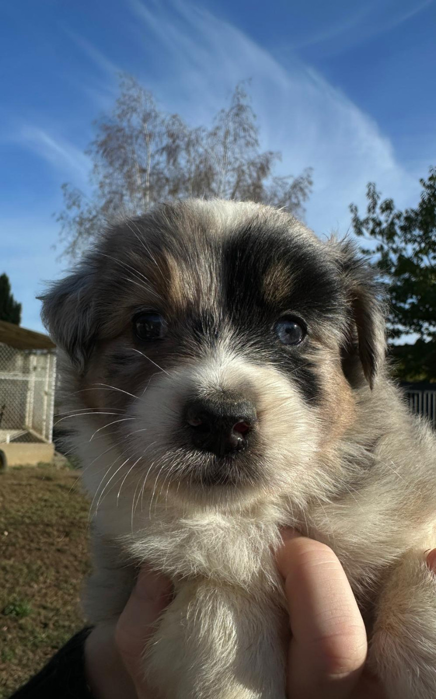 Elevage du Domaine de Chadadias - Chiots disponibles - Berger Australien