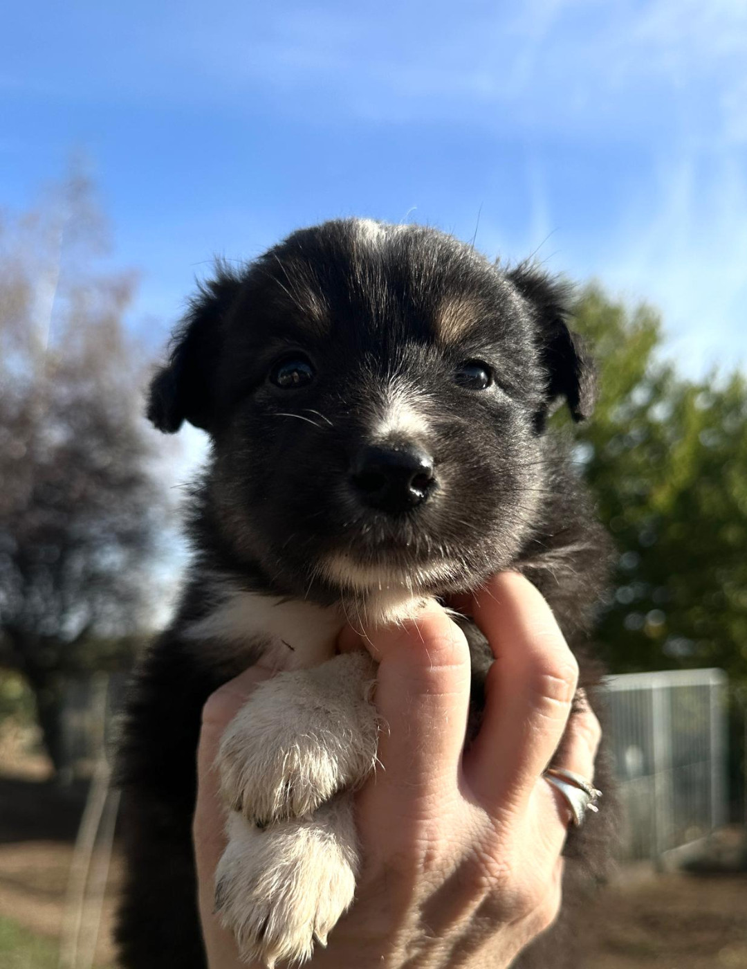 Elevage du Domaine de Chadadias - Chiots disponibles - Berger Australien