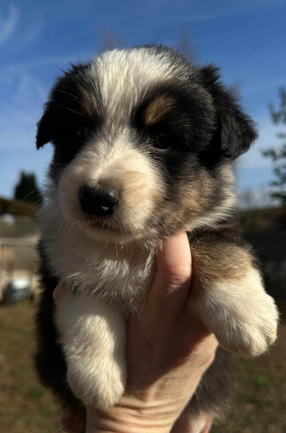 Elevage du Domaine de Chadadias - Chiots disponibles - Berger Australien