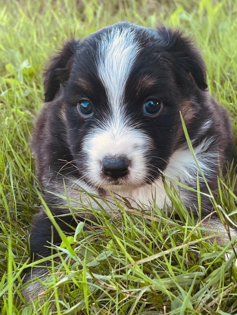 Elevage du Domaine de Chadadias - Chiots disponibles - Berger Australien