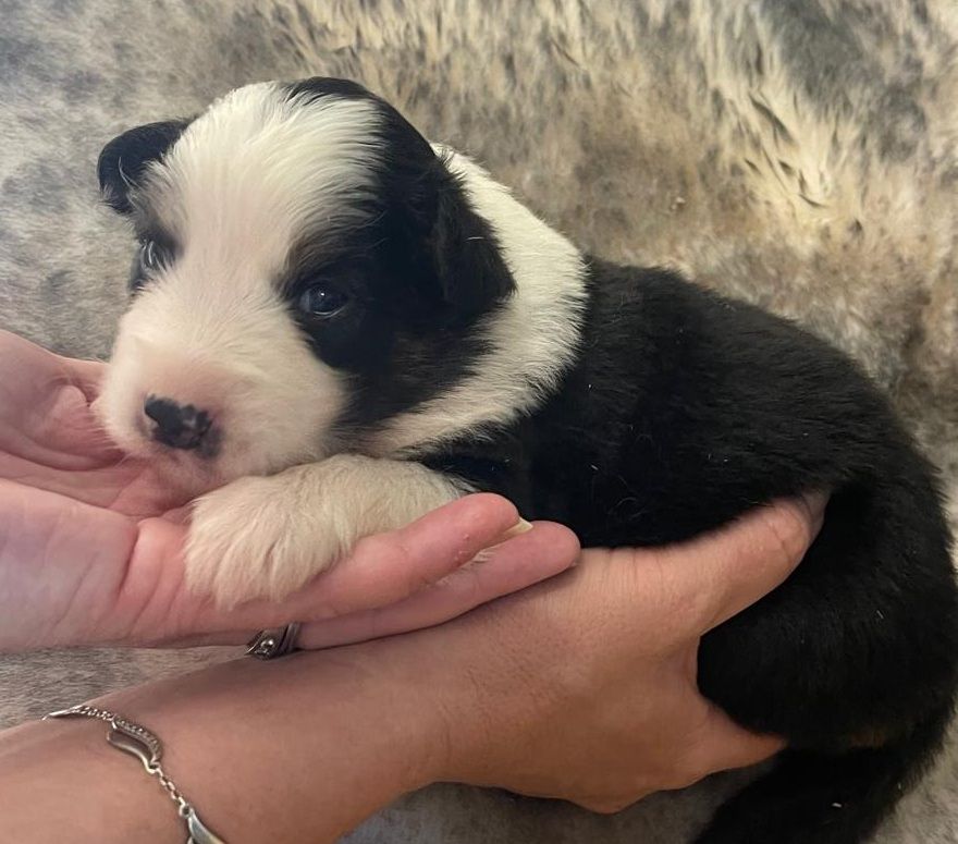 Elevage du Domaine de Chadadias - Chiots disponibles - Berger Australien