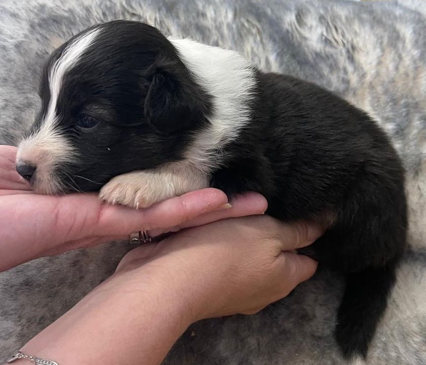 Elevage du Domaine de Chadadias - Chiots disponibles - Berger Australien
