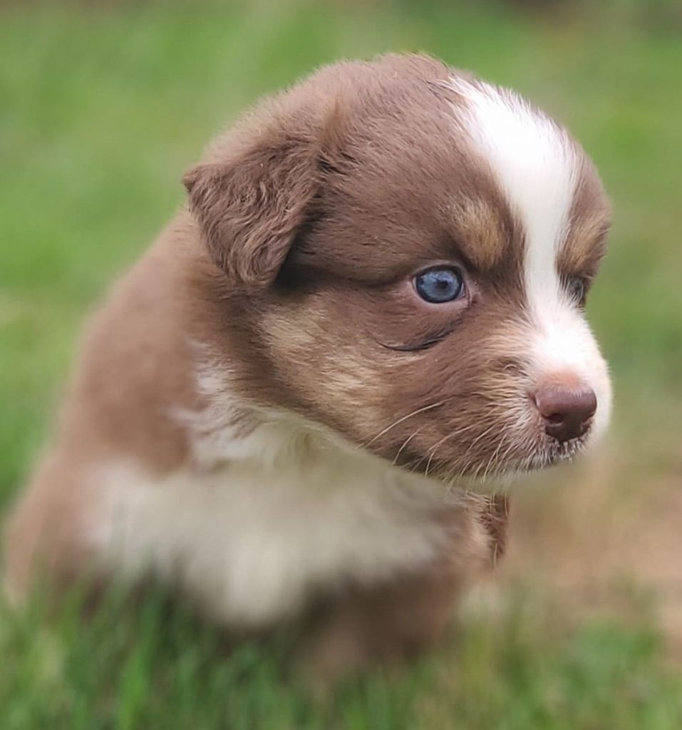 Elevage du Domaine de Chadadias - Chiots disponibles - Berger Australien