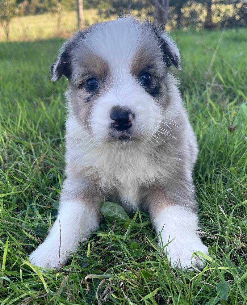 Elevage du Domaine de Chadadias - Chiots disponibles - Berger Australien