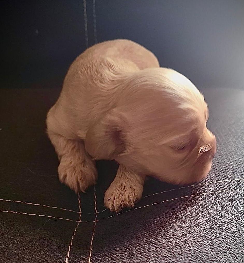 Elevage du Domaine de Chadadias - Chiots disponibles - American Cocker Spaniel