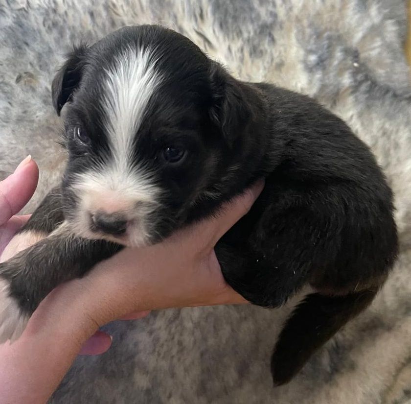 Elevage du Domaine de Chadadias - Chiots disponibles - Berger Australien
