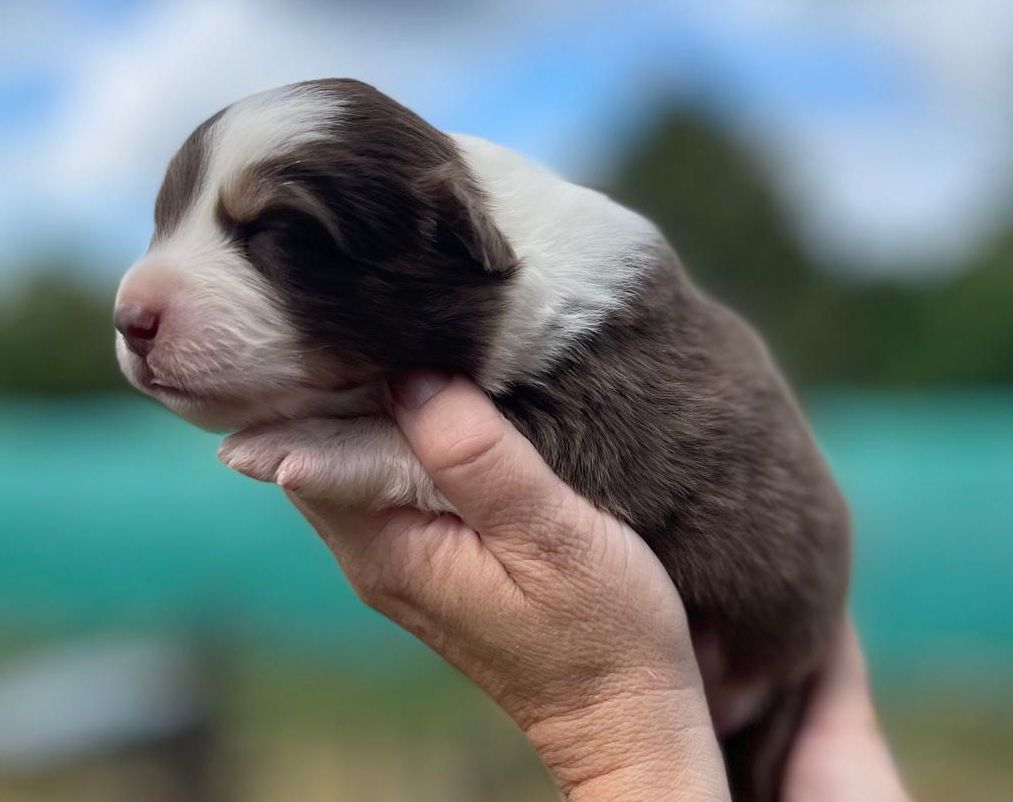 Elevage du Domaine de Chadadias - Chiots disponibles - Berger Australien