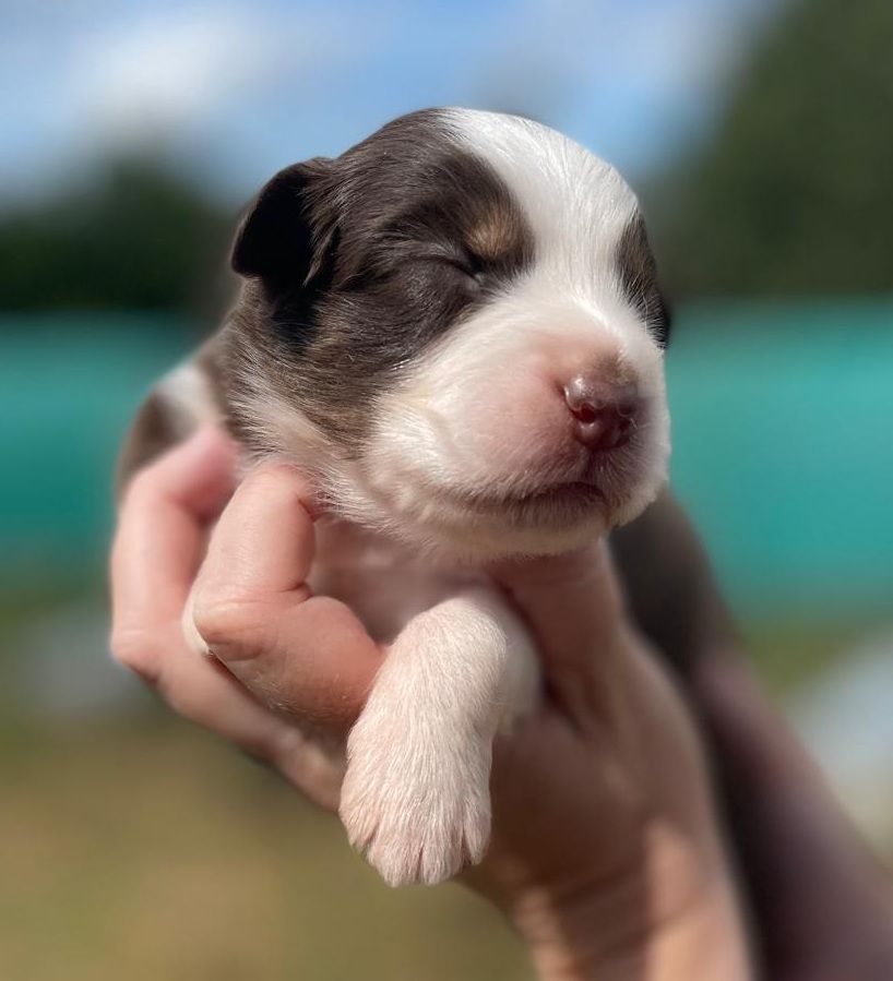 Elevage du Domaine de Chadadias - Chiots disponibles - Berger Australien