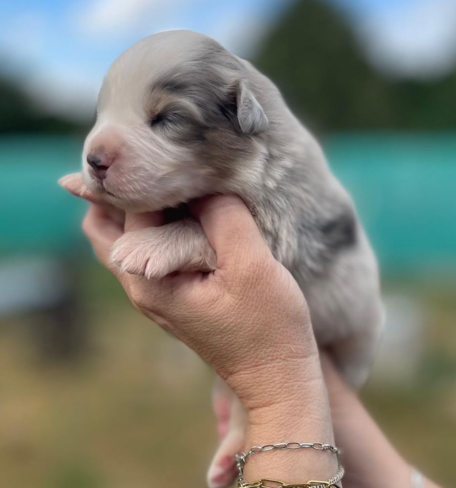 Elevage du Domaine de Chadadias - Chiots disponibles - Berger Australien