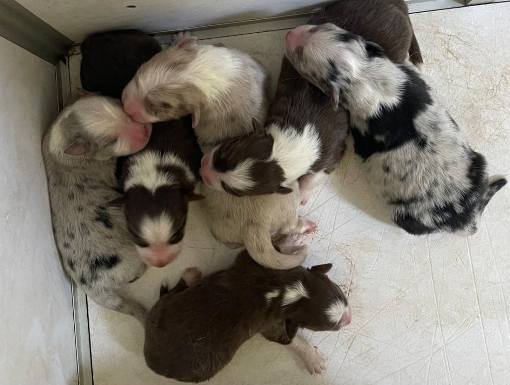 Chiot Berger Australien Elevage du Domaine de Chadadias