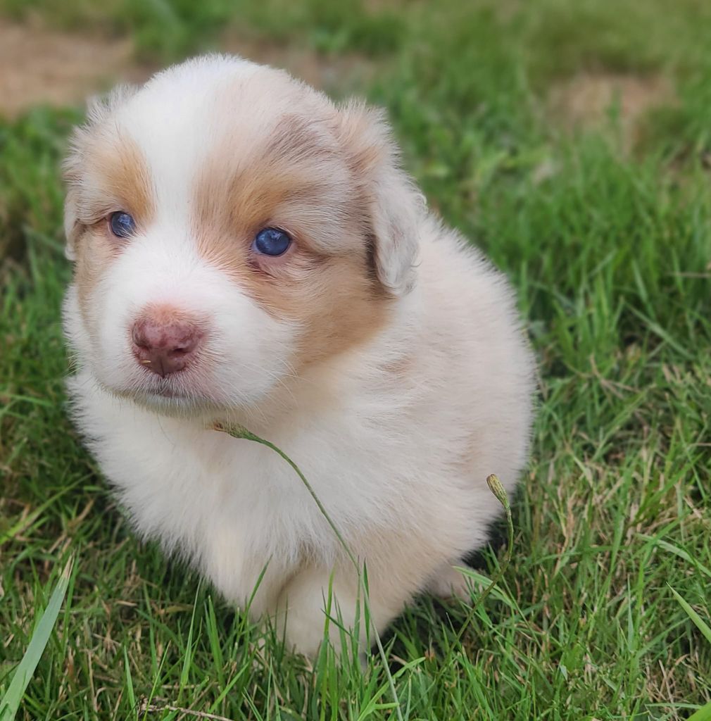 Elevage du Domaine de Chadadias - Chiots disponibles - Berger Australien
